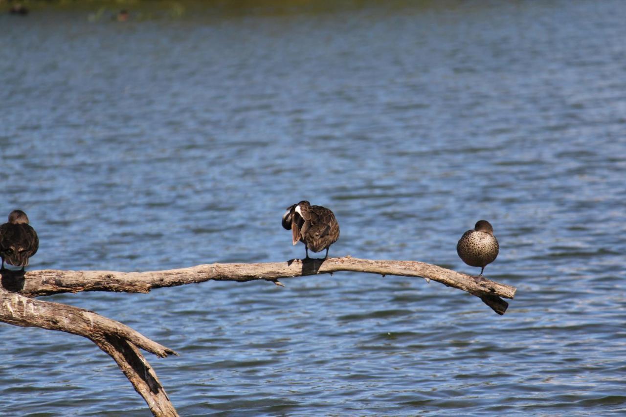 Sandpipers @ Millicent Luaran gambar